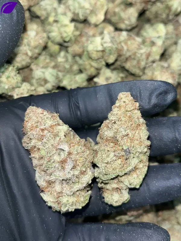 Blueberry Muffins THCa